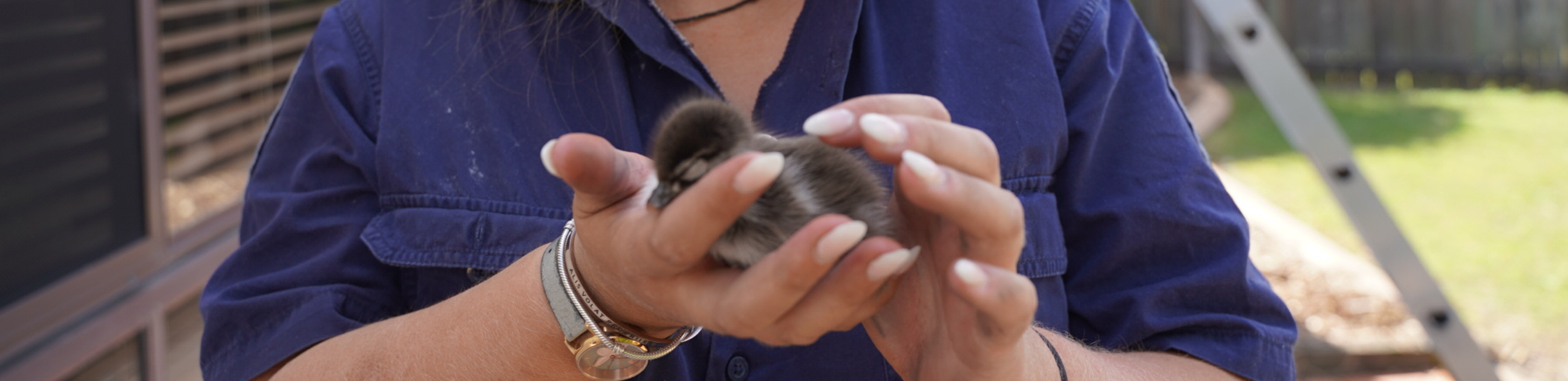 small duckling in hands